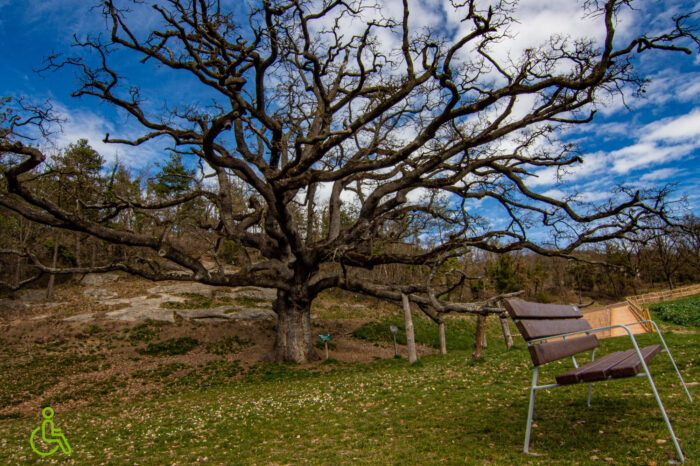 El Roure de la Senyora