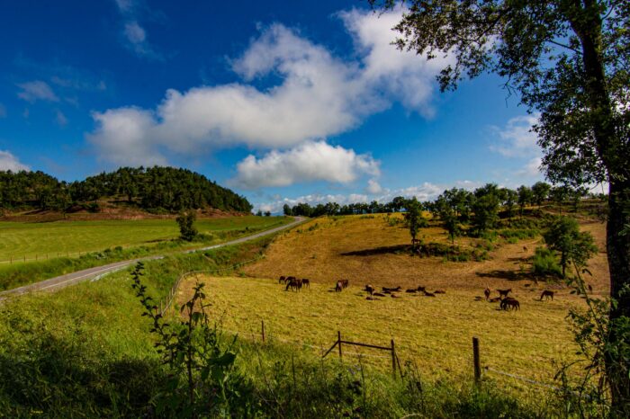 Camí ramader de Llevant